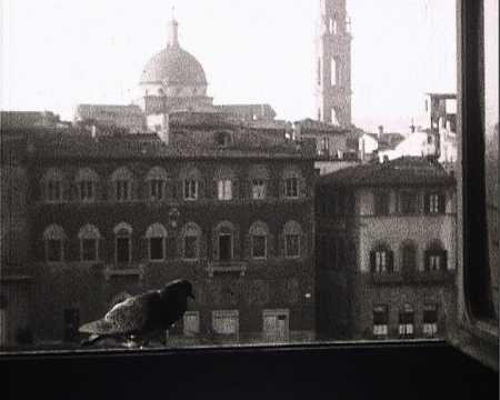 PIGEONS SUR NOTRE FENETRE - FLORENCE (616)