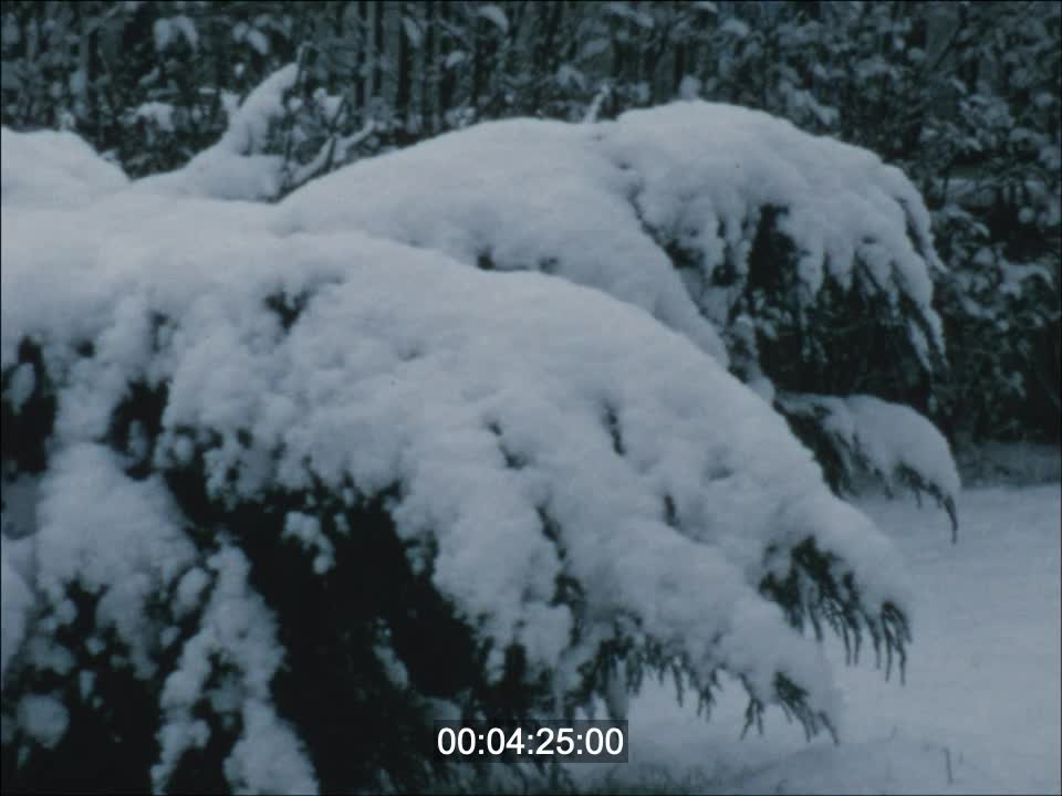 IFS EN HIVER
