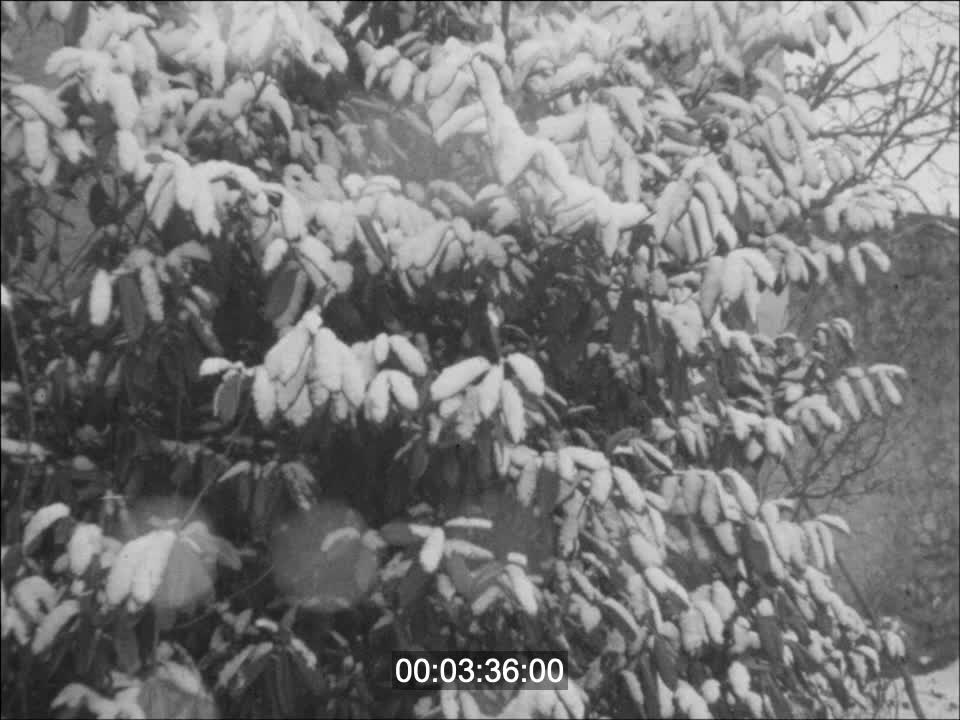 MARIAGES - CONCOURS DE TAUREAUX - S.N.C.F.